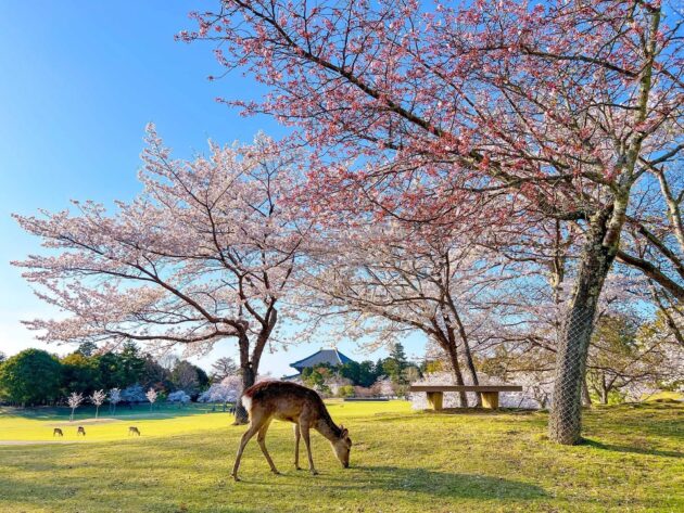 Nara Park