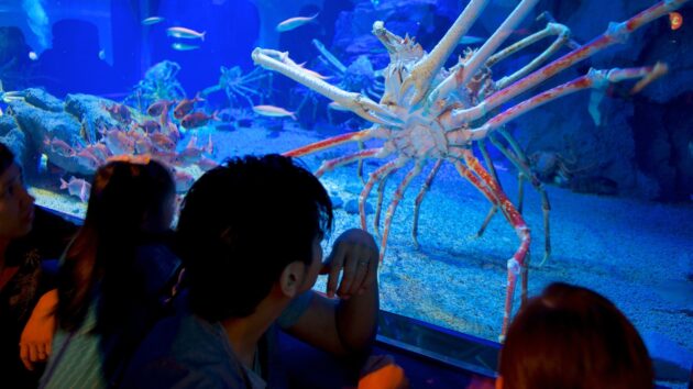 Osaka Aquarium Kaiyukan