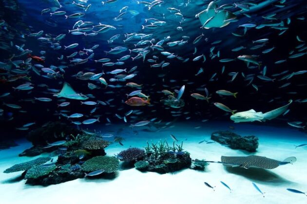 Osaka Aquarium Kaiyukan