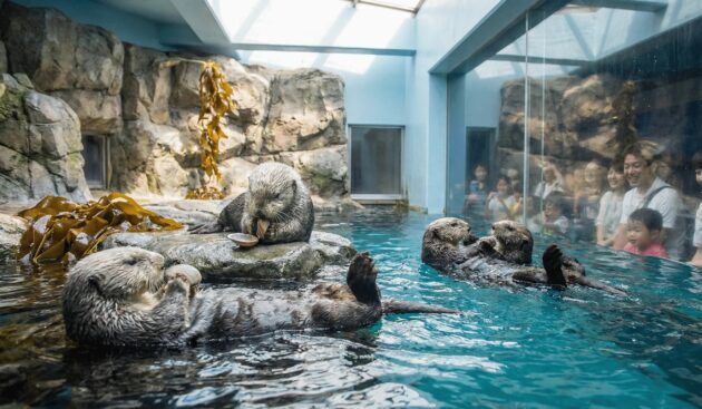 Osaka Aquarium Kaiyukan