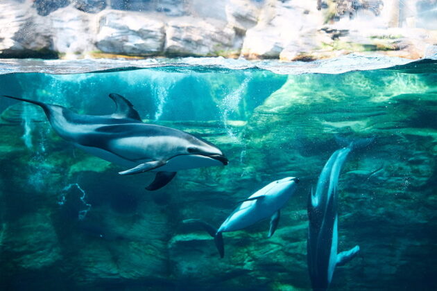 Osaka Aquarium Kaiyukan