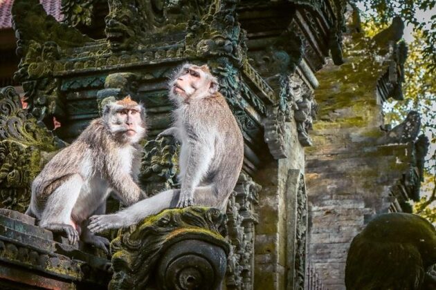 Sacred Monkey Forest Sanctuary
