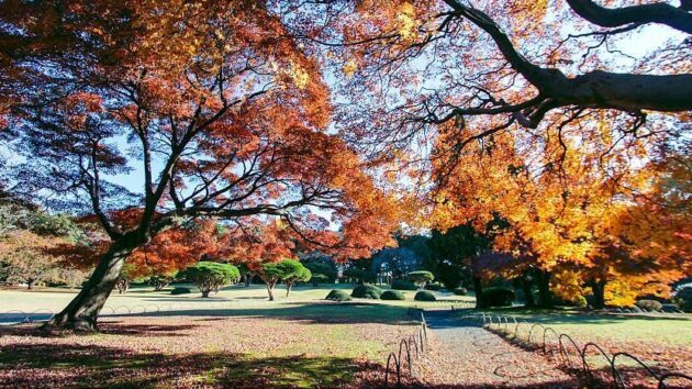 Shinjuku Gyoen National Garden