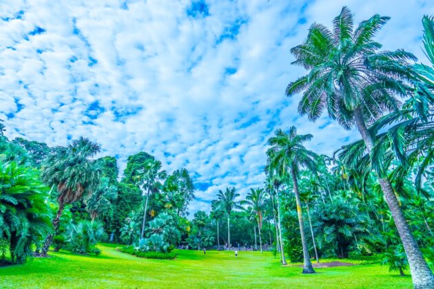 Singapore Botanic Gardens