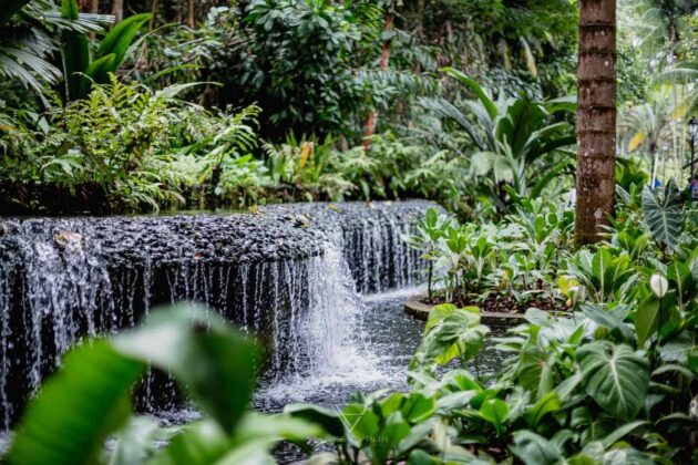 Singapore Botanic Gardens