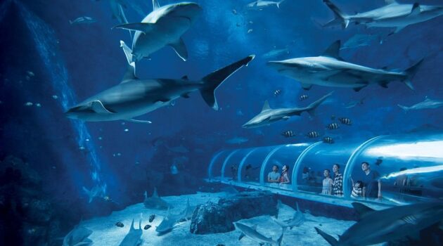 Singapore Oceanarium