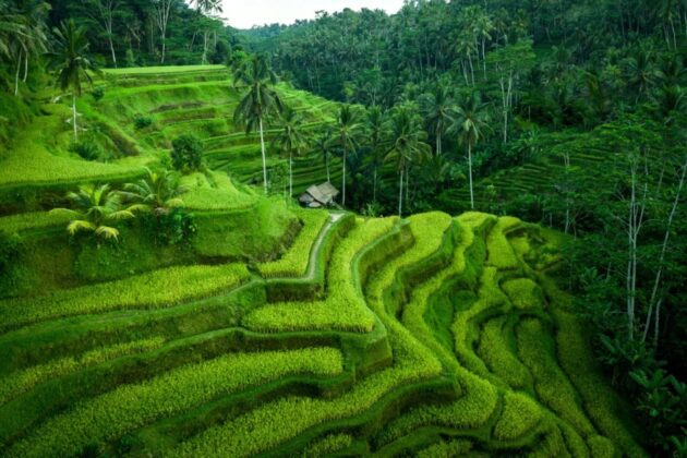 Tegallalang Rice Terraces