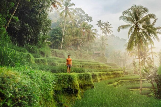 Tegallalang Rice Terraces