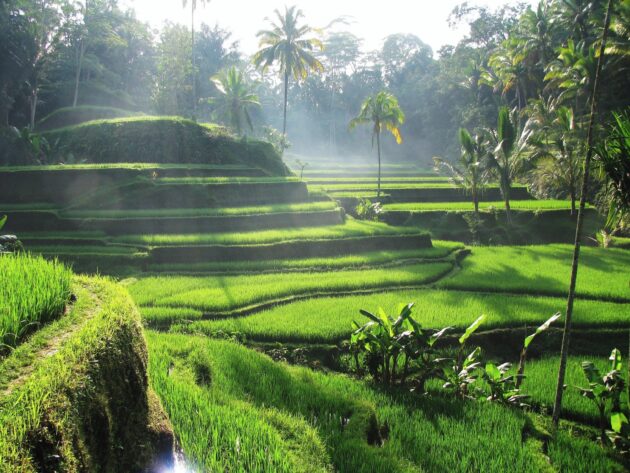 Tegallalang Rice Terraces