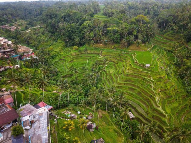 Tegallalang Rice Terraces