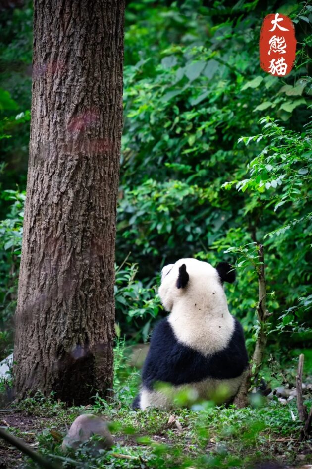 Chengdu Research Base of Giant Panda Breeding