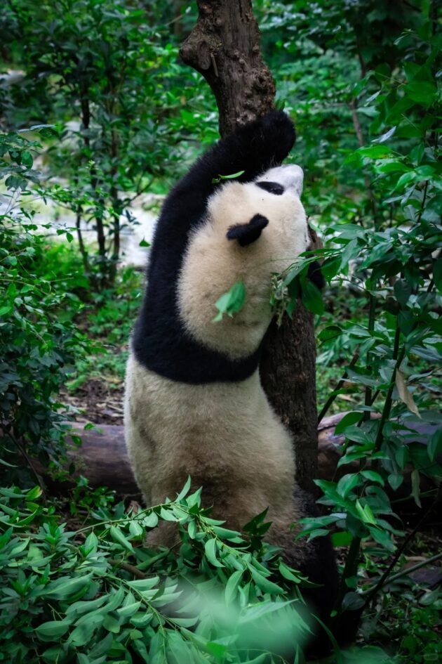 Chengdu Research Base of Giant Panda Breeding