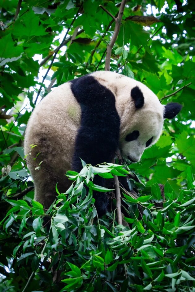 Chengdu Research Base of Giant Panda Breeding