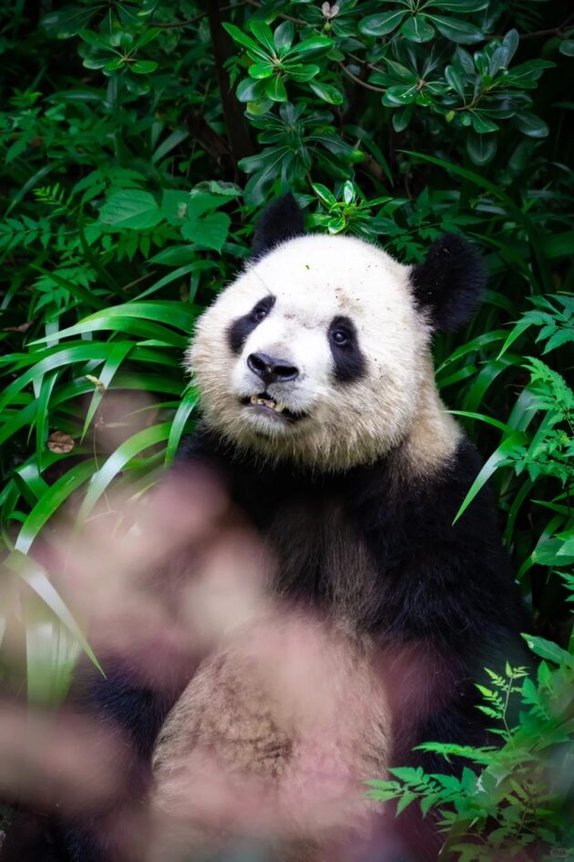Chengdu Research Base of Giant Panda Breeding