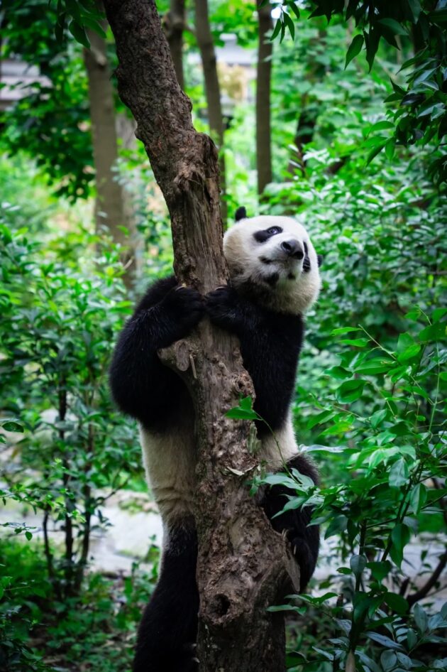 Chengdu Research Base of Giant Panda Breeding