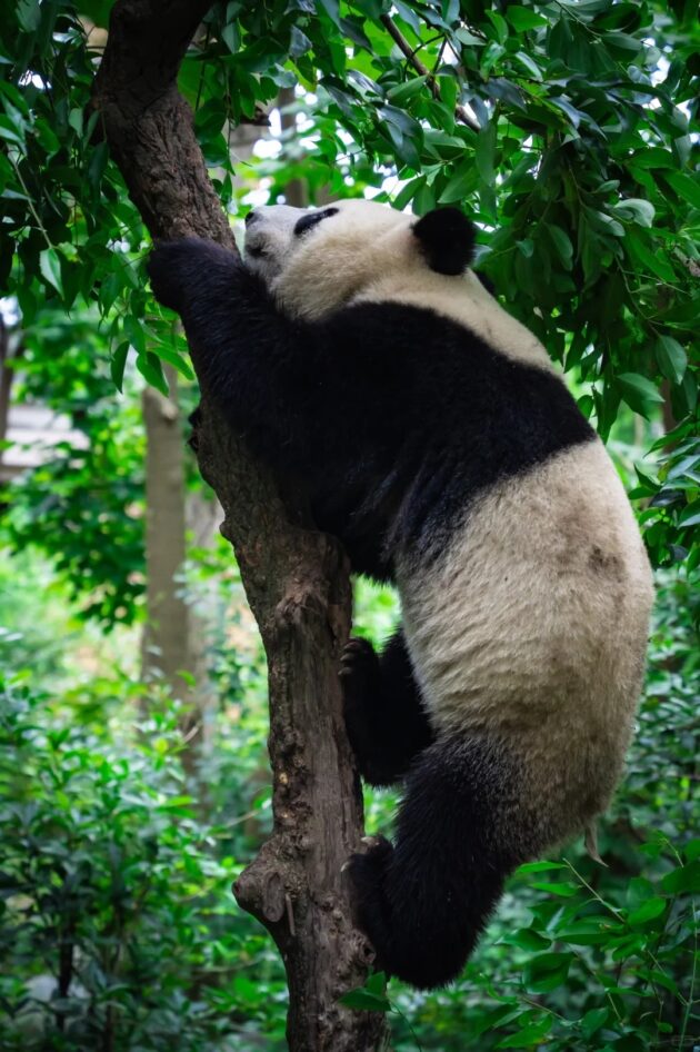 Chengdu Research Base of Giant Panda Breeding