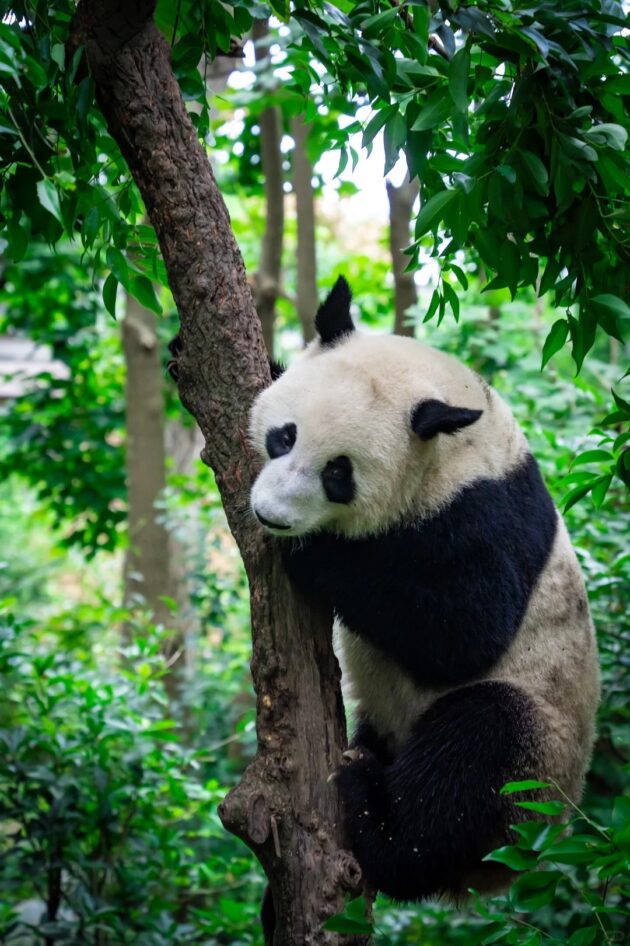 Chengdu Research Base of Giant Panda Breeding