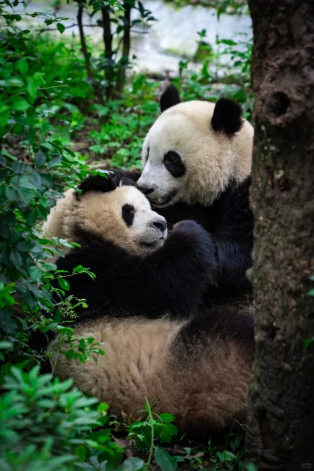 Chengdu Research Base of Giant Panda Breeding