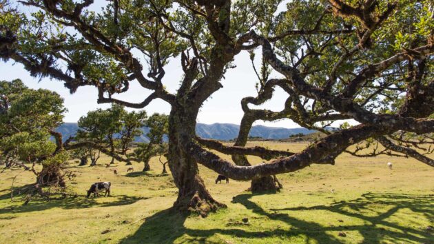Fanal Forest
