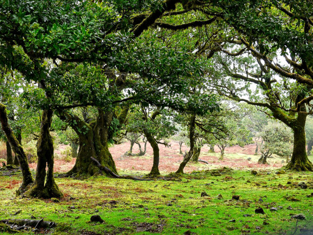 Fanal Forest