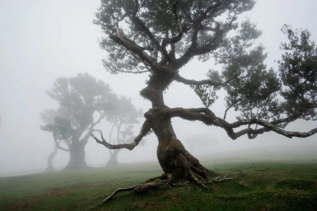 Fanal Forest