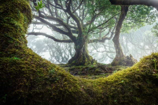 Fanal Forest