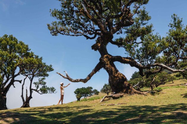 Fanal Forest