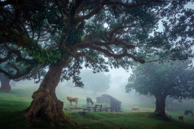 Fanal Forest