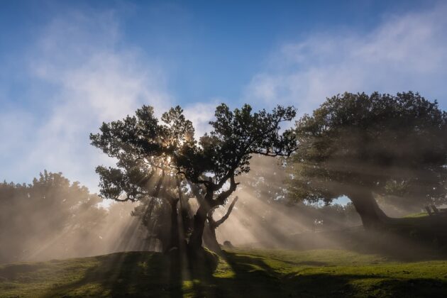 Fanal Forest