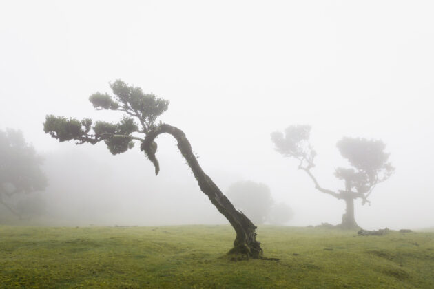 Fanal Forest