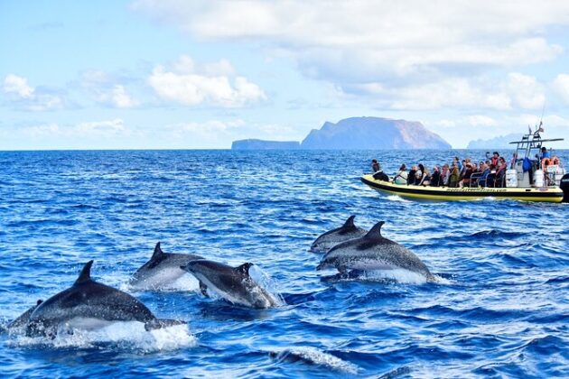 Madeira Whale & Dolphin Watching