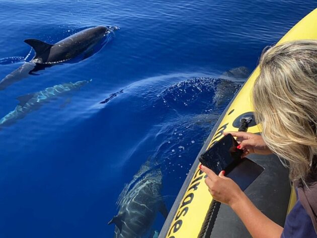 Madeira Whale & Dolphin Watching