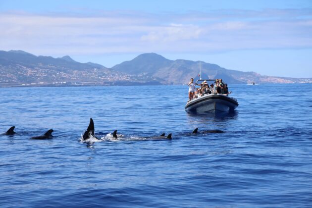 Madeira Whale & Dolphin Watching