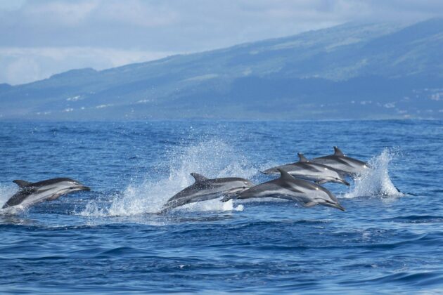 Madeira Whale & Dolphin Watching