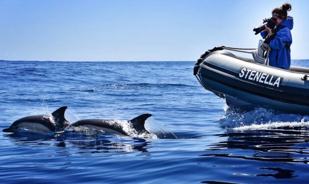 Madeira Whale & Dolphin Watching