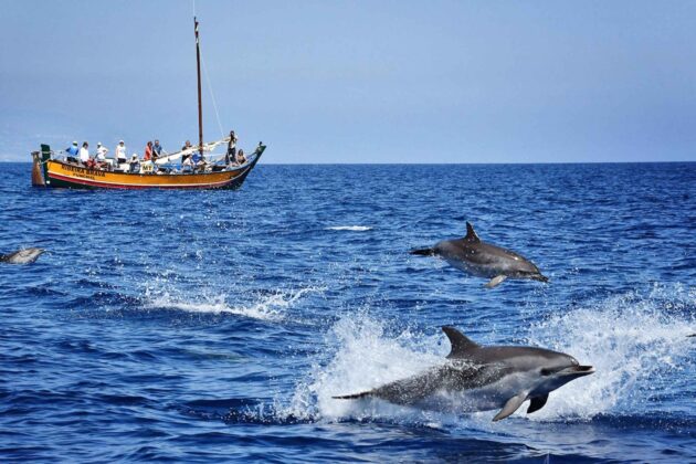 Madeira Whale & Dolphin Watching