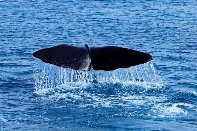Madeira Whale & Dolphin Watching