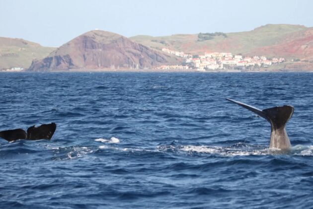 Madeira Whale & Dolphin Watching