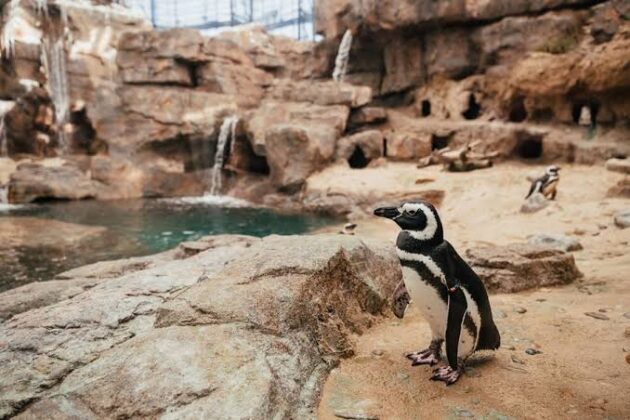 Oceanário de Lisboa