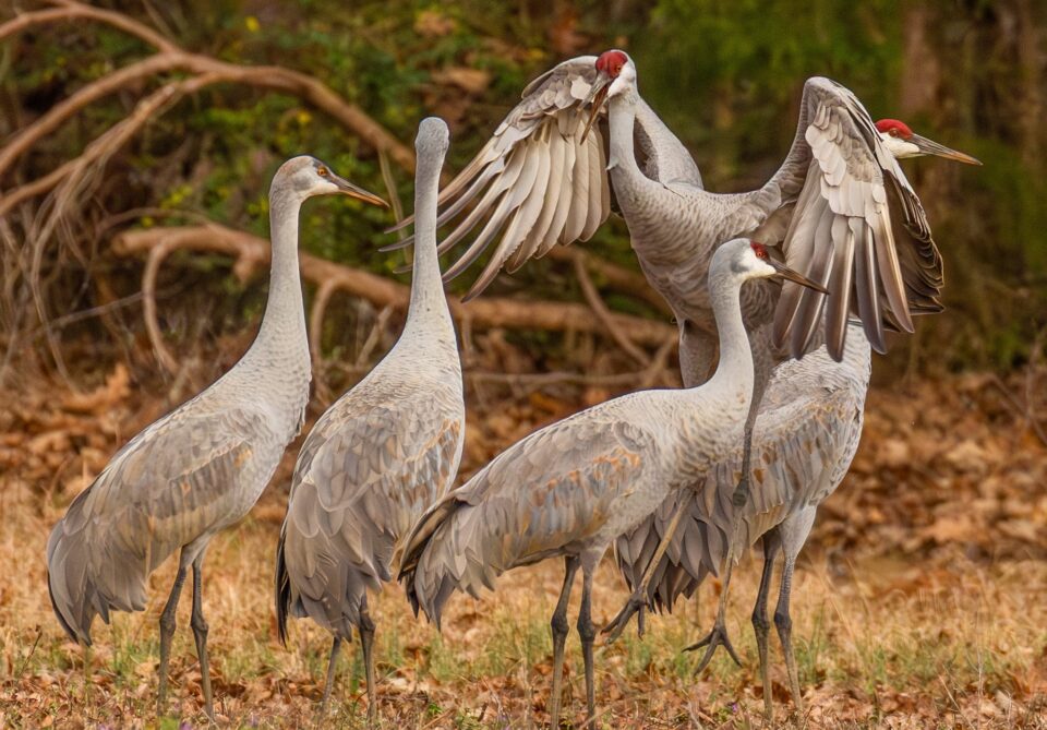 Wheeler National Wildlife Refuge