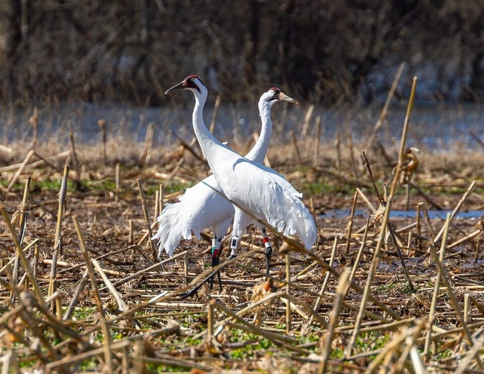 Wheeler National Wildlife Refuge