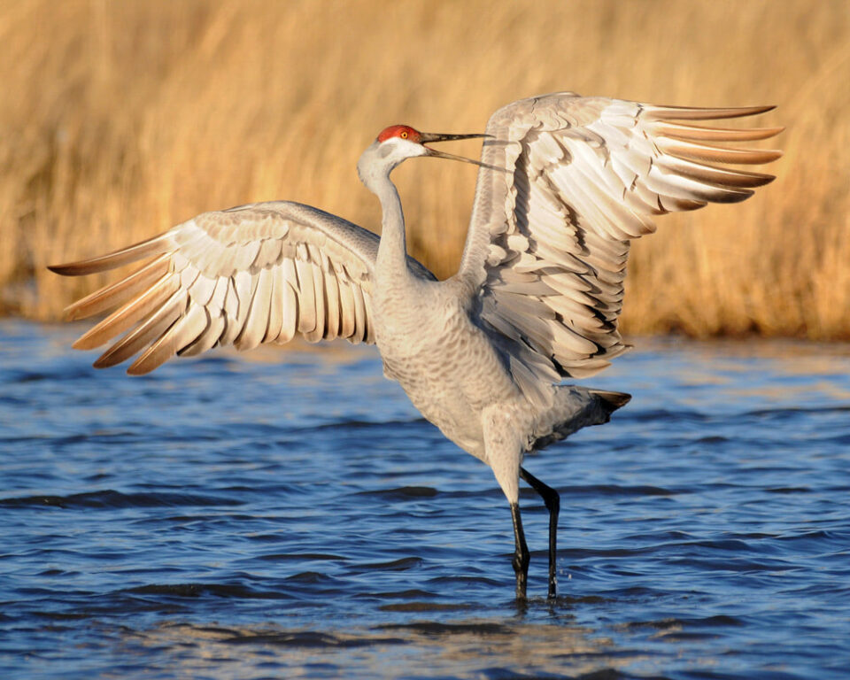 Wheeler National Wildlife Refuge