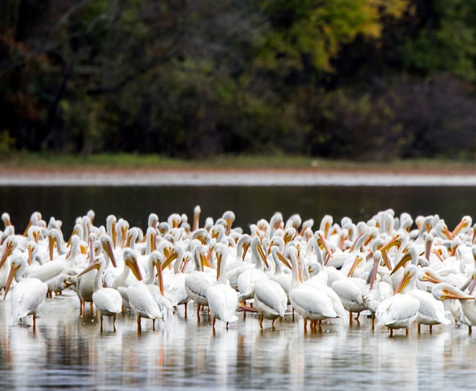 Wheeler National Wildlife Refuge